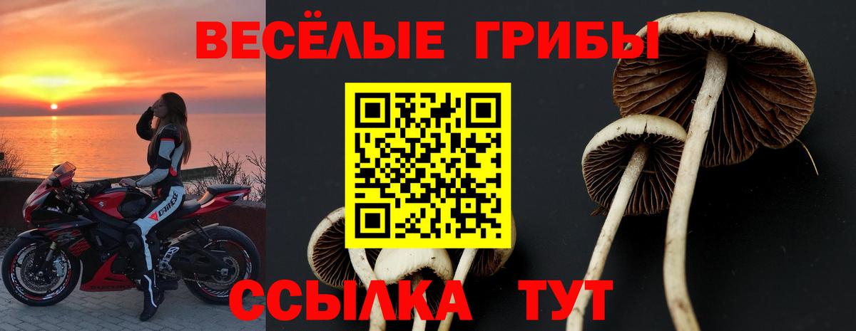 Михайловка  Псилоцибиновые грибы Psilocybe  Вход с VPN 
